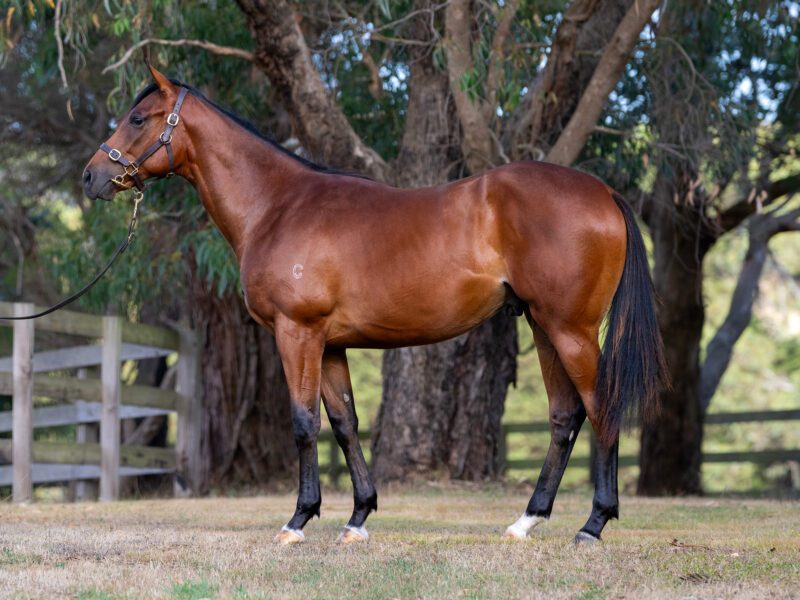 LOT 434. Bay colt by So You Think x Sandstone