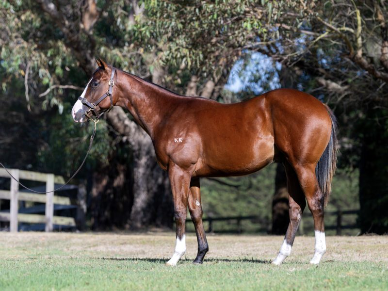 LOT 500. Bay colt by Rubick x Stream Royale