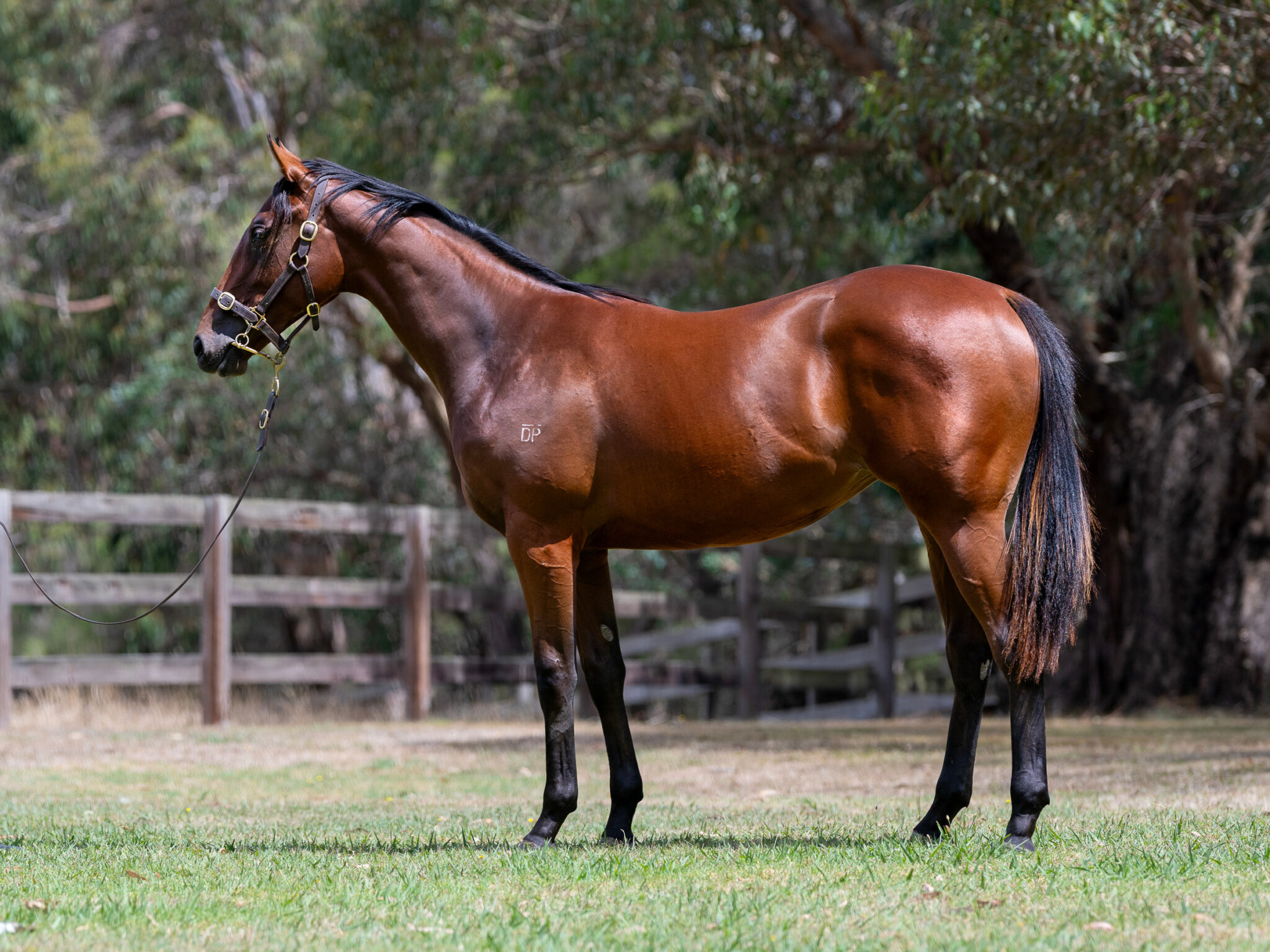 LOT 619. Bay filly by Nicconi x Darci Drama