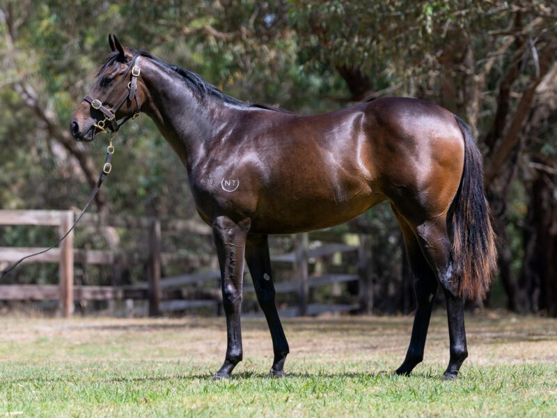 LOT 629. Bay/brown filly by Harry Angel x Dress