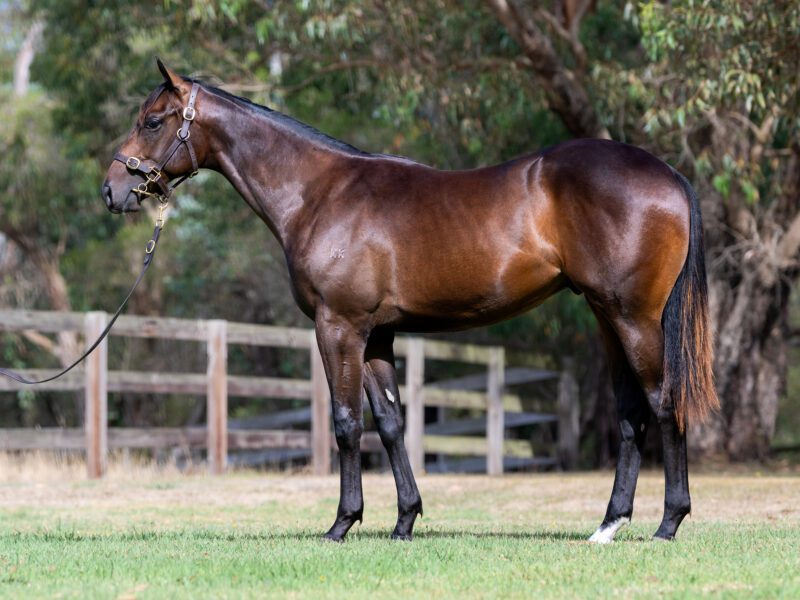 LOT 638. Brown colt by Bivouac x Explosive Cross