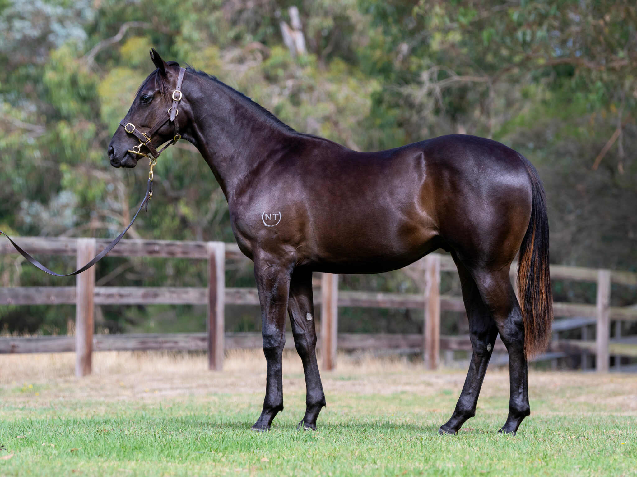 LOT 663. Brown/black colt by Supido x Cuddles