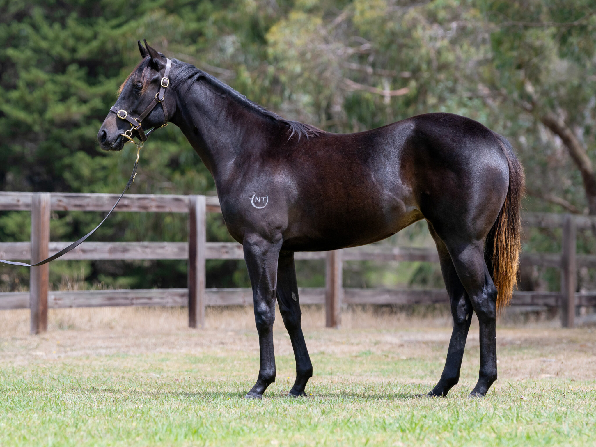 LOT 673. Brown filly by Harry Angel x Ladder