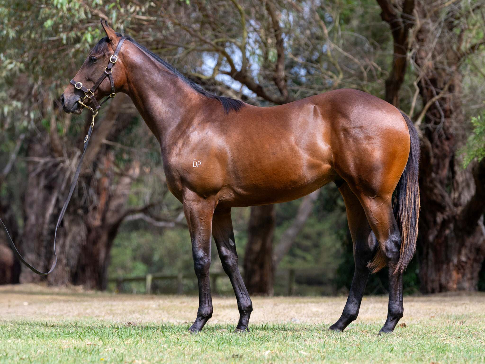 LOT 711. Bay colt by Overshare x Our Masquerade