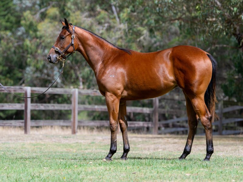 LOT 777. Bay filly by Headwater x Tears Of Argentina